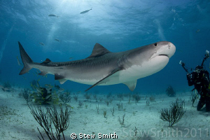 A beautiful Tiger Shark makes a close pass at Tiger Beach by Stew Smith 
